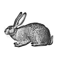 Rabbit Computing